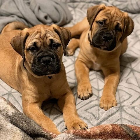Bullmastiff-Welpen