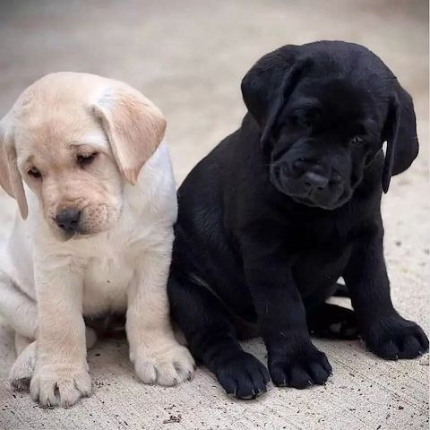 Labrador-Retriever-Welpen