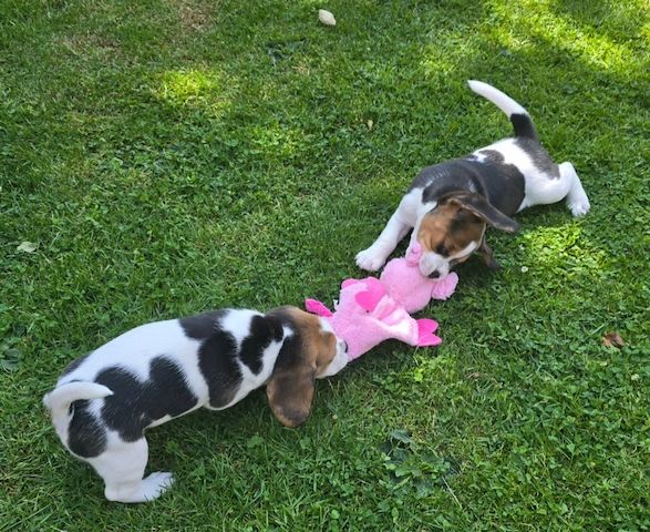 Wunderschöne Beagle-Welpen zu verkaufen.
