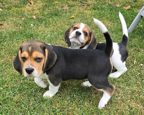 Wunderschöne Beagle-Welpen zu verkaufen.