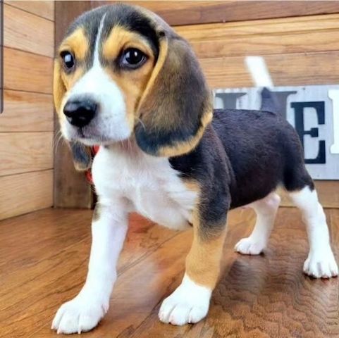 Wunderschöne Beagle-Welpen zu verkaufen.