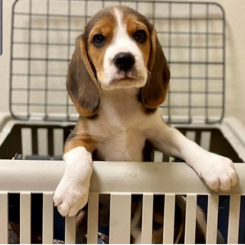 Wunderschöne Beagle-Welpen zu verkaufen.