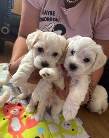 Entzückende Bichon-Frise-Welpen zu verkaufen