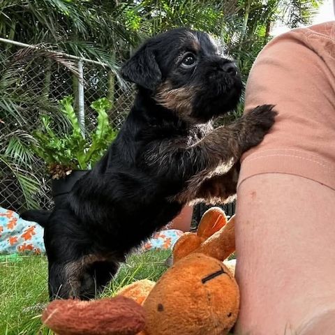 Liebevolle Border Terrier-Welpen zu verkaufen.