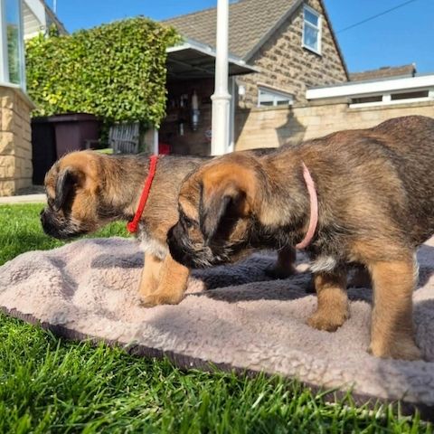 Liebevolle Border Terrier-Welpen zu verkaufen.