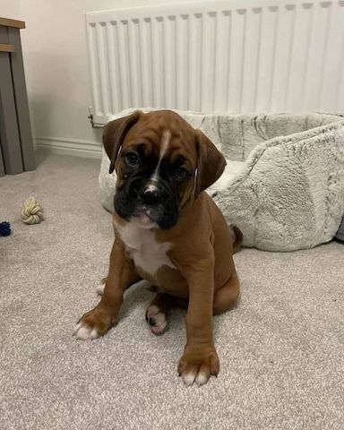 Wunderschöne Boxerwelpen zu verkaufen.