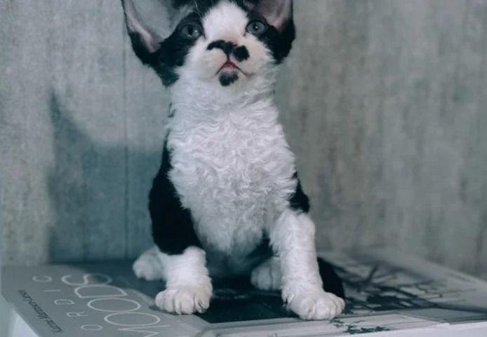 Devon-Rex-Kätzchen zu verkaufen.