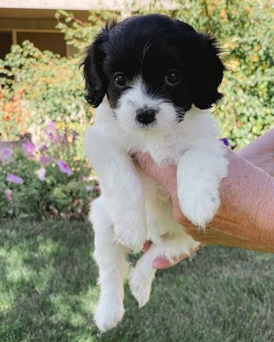 Charmante Cavalier King Spaniel Welpen zu verkaufen.