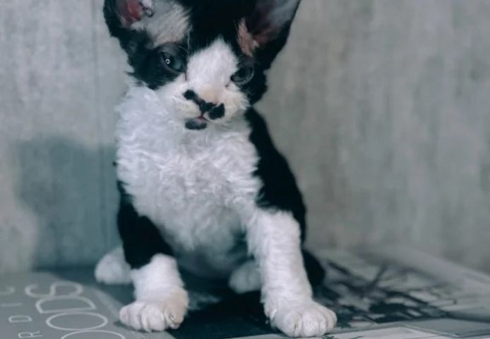 Devon-Rex-Kätzchen zu verkaufen.