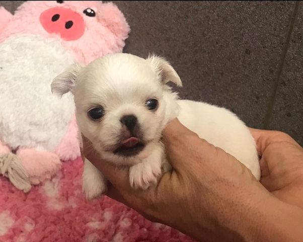 Liebevolle Chihuahua-Welpen zu verkaufen.