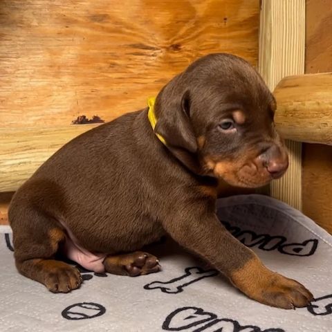 Majestätische Dobermann-Welpen, die bereit sind, Ihr Herz zu stehlen.