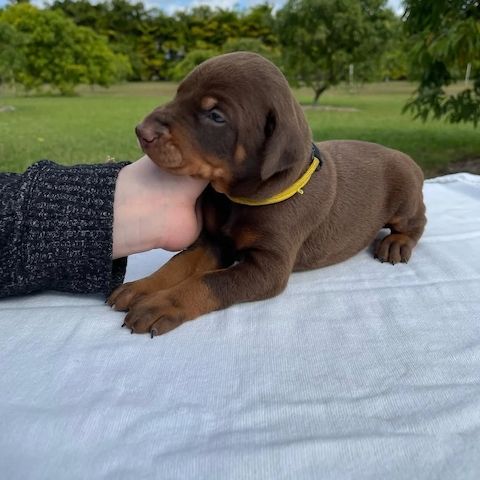 Majestätische Dobermann-Welpen, die bereit sind, Ihr Herz zu stehlen.