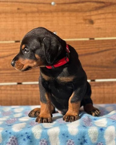 Majestätische Dobermann-Welpen, die bereit sind, Ihr Herz zu stehlen.