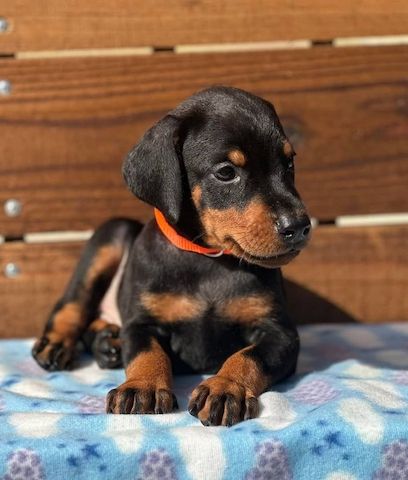 Majestätische Dobermann-Welpen, die bereit sind, Ihr Herz zu stehlen.