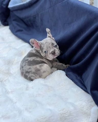 Charmante Französische Bulldogge zu verkaufen.