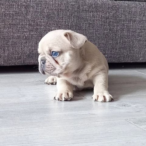 Charmante Französische Bulldogge zu verkaufen.