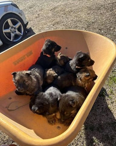 Liebevolle Deutsche Schäferhundwelpen zu verkaufen.