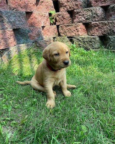 Süße Labrador Retriever Welpen zu verkaufen.