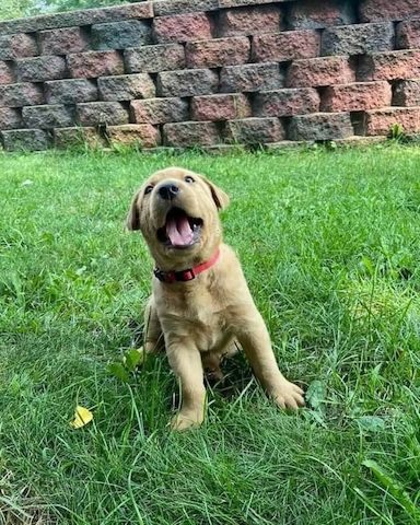 Süße Labrador Retriever Welpen zu verkaufen.