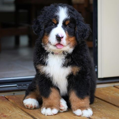 Berner Sennenhund-Welpen