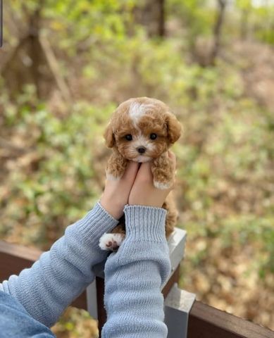 Wunderschöne Maltipoo-Welpen zu verkaufen