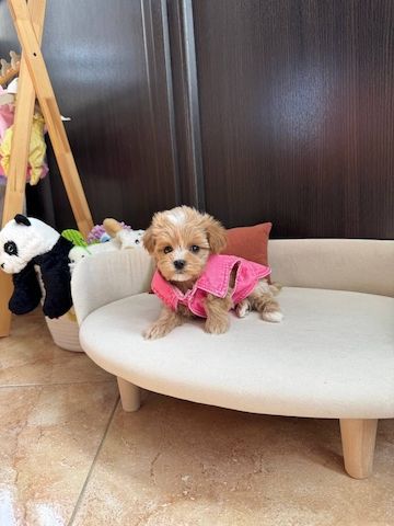 Wunderschöne Maltipoo-Welpen zu verkaufen