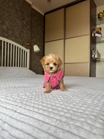 Wunderschöne Maltipoo-Welpen zu verkaufen