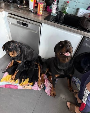 Gesunde Rottweiler-Welpen bereit für ein liebevolles Zuhause.