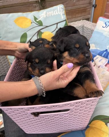 Gesunde Rottweiler-Welpen bereit für ein liebevolles Zuhause.