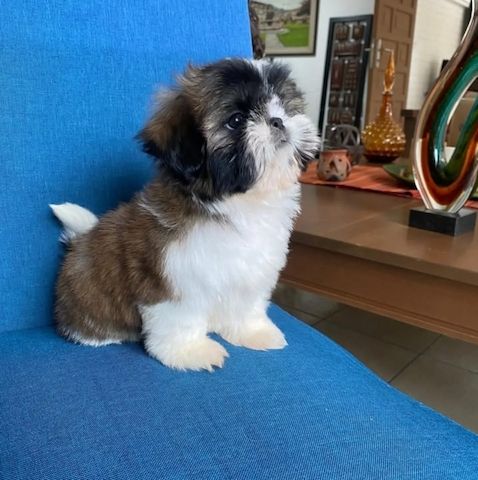 Liebevolle Shih Tzu Welpen zu verkaufen.
