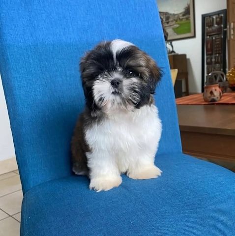 Liebevolle Shih Tzu Welpen zu verkaufen.
