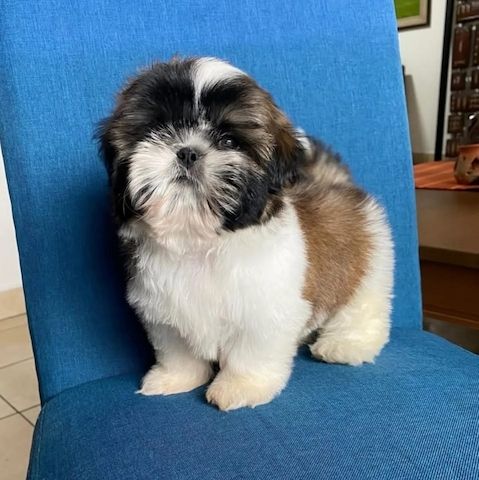 Liebevolle Shih Tzu Welpen zu verkaufen.