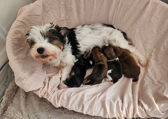 Yorkie-Welpen bereit für ein liebevolles Zuhause.