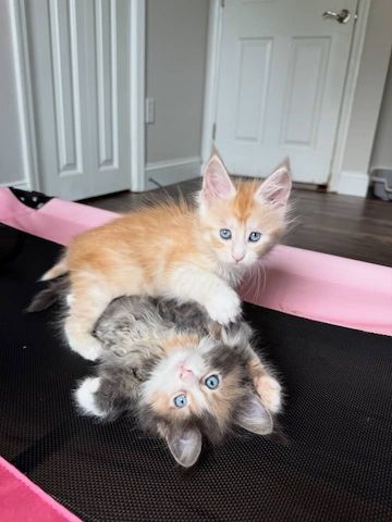 Maine-Coon-Kätzchen