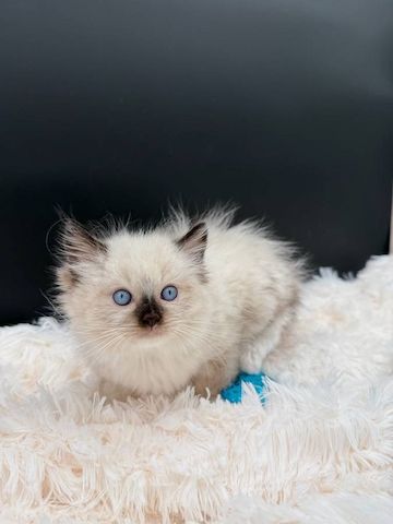 süß Ragdoll-Kätzchen