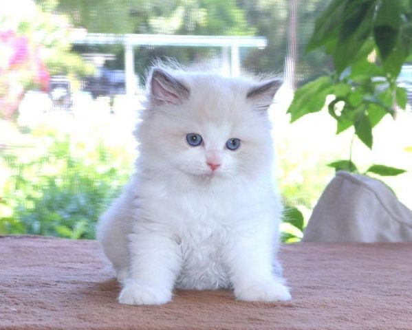 süß Ragdoll-Kätzchen