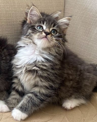 Entzückende Maine-Coon-Kätzchen