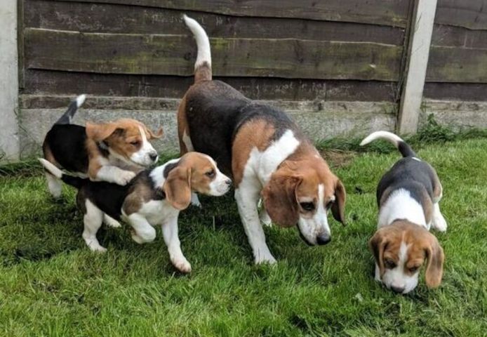 Beagle-Welpen suchen ein neues Zuhause