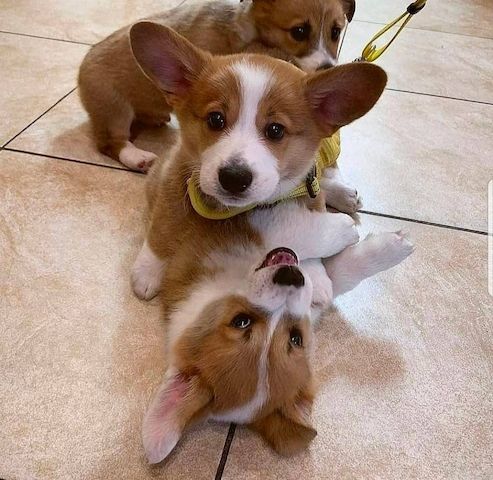 Corgi-Welpen suchen ein neues Zuhause