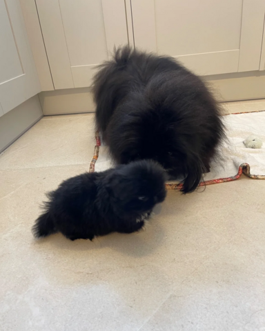 Pekingesen-Welpen suchen ein neues Zuhause