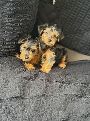Yorkie-Welpen bereit für eine neue Familie