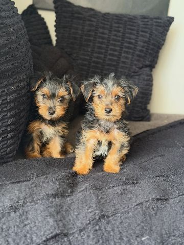 Yorkie-Welpen bereit für eine neue Familie