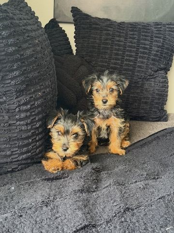 Yorkie-Welpen bereit für eine neue Familie