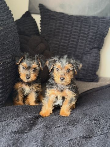 Yorkie-Welpen bereit für eine neue Familie