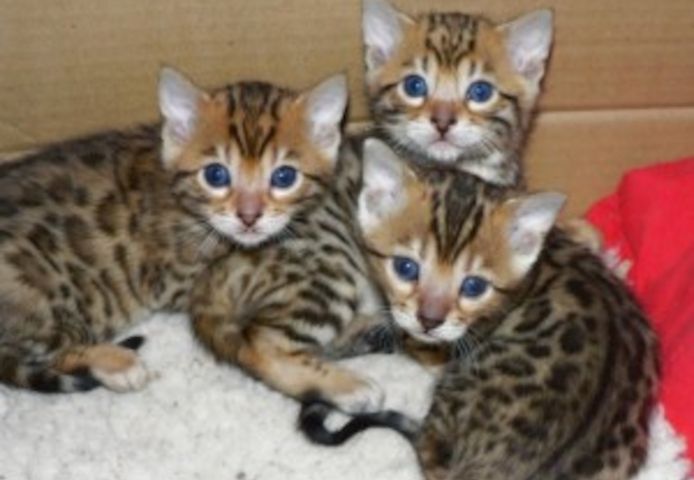 Niedliche Bengalkätzchen zur Adoption