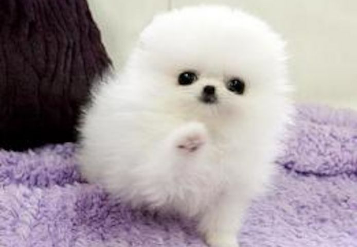 Pomeranian Zwergspitz Welpen ZUM VERSCHENKEN