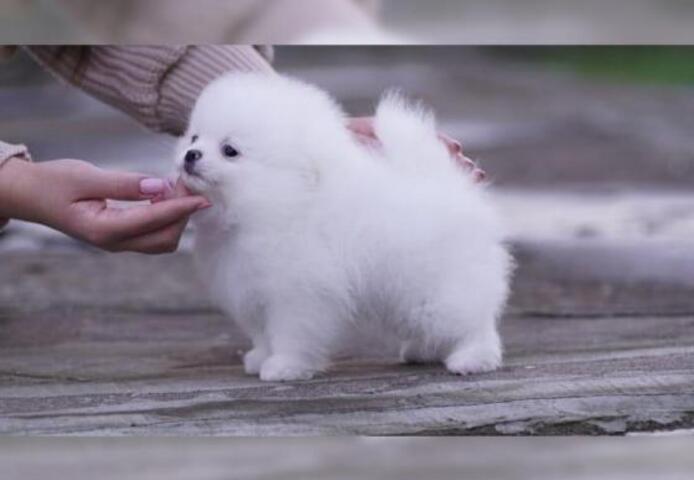 Wunderschöne Zwergspitz Pomeranian-Welpen