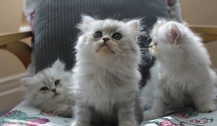 3 bezaubernde Perserkätzchen ❤️