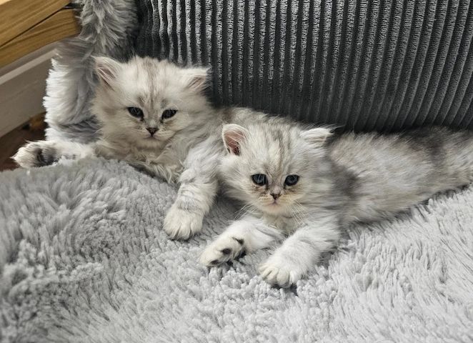Chinchilla-Perserkatze
