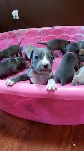 Superniedliche American Pitbull Welpen